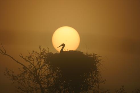 In het nest