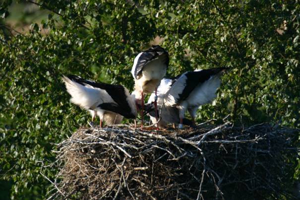 In het nest