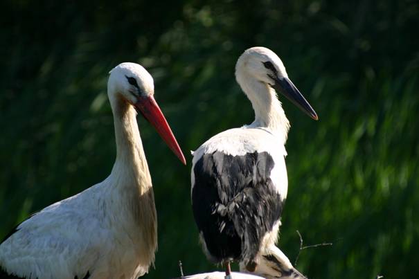 In het nest