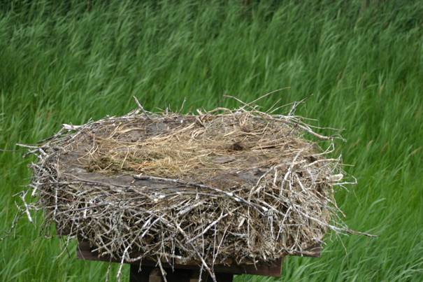 In het nest