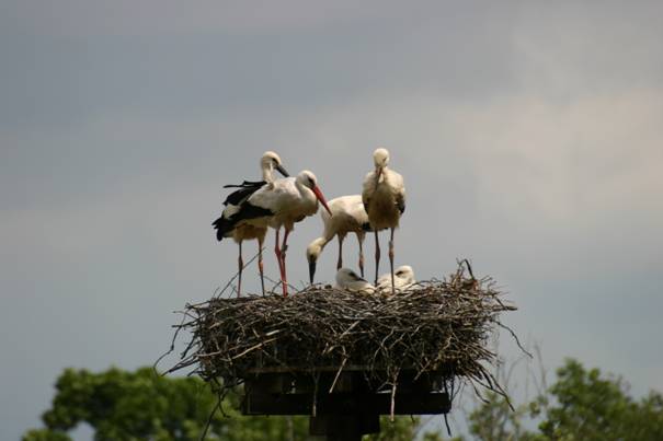 In het nest