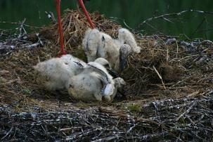 In het nest