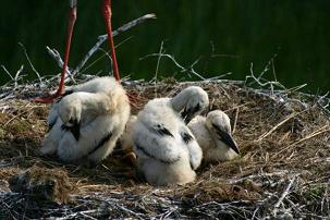 In het nest