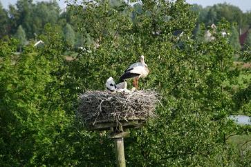 In het nest