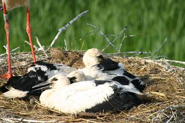 In het nest