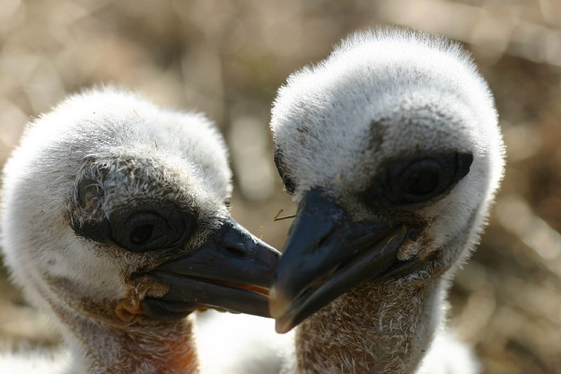 In het nest