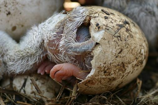 In het nest