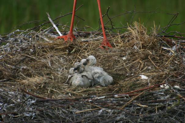 In het nest