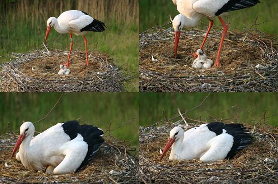 In het nest