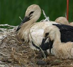 In het nest