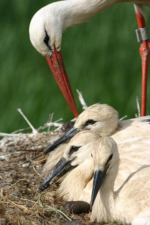 In het nest