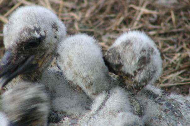 In het nest