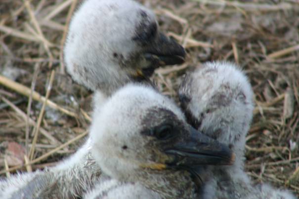 In het nest