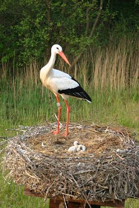 In het nest