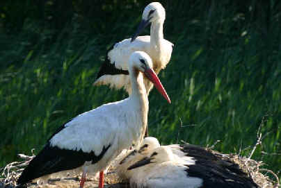 In het nest